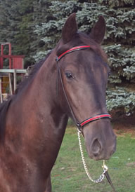 Cest Fini  head shot