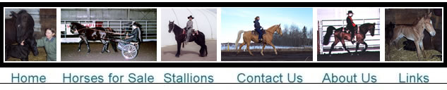 Clear Creek Walkers Tennessee Walkers navigation banner